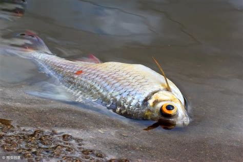 夢到魚死掉